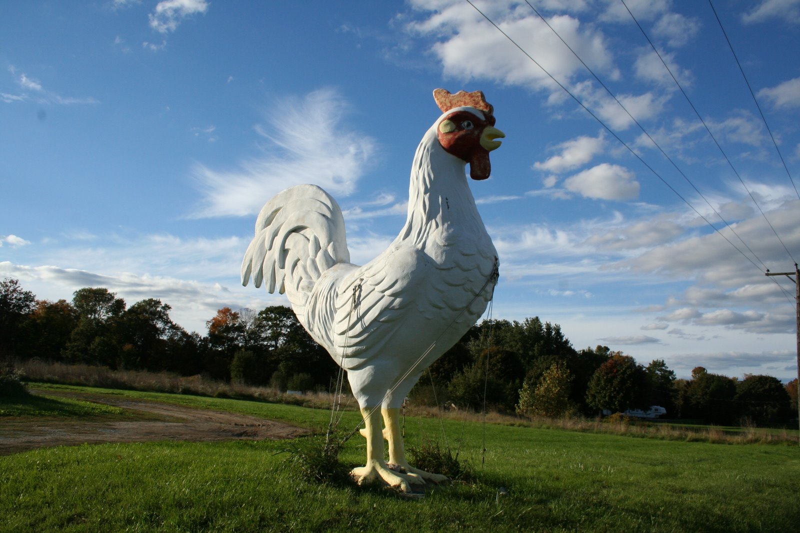 Giant Chicken